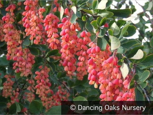 Shrubs ~ Berberis jamesiana, James' Barberry ~ Dancing Oaks Nursery and Gardens ~ Retail Nursery ~ Mail Order Nursery