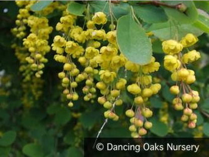 Shrubs ~ Berberis jamesiana, James' Barberry ~ Dancing Oaks Nursery and Gardens ~ Retail Nursery ~ Mail Order Nursery