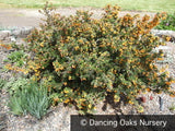 Shrubs ~ Berberis x stenophylla 'Corallina Compacta', Barberry ~ Dancing Oaks Nursery and Gardens ~ Retail Nursery ~ Mail Order Nursery