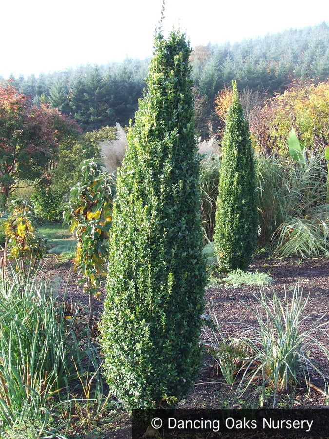 Shrubs ~ Buxus sempervirens 'Graham Blandy', Upright Boxwood ~ Dancing Oaks Nursery and Gardens ~ Retail Nursery ~ Mail Order Nursery