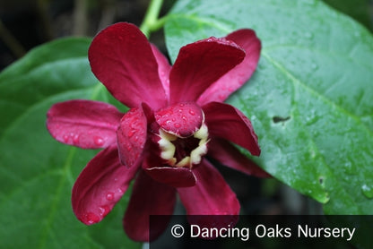 Shrubs ~ Calycanthus 'Aphrodite' PPAF, Sweet Shrub ~ Dancing Oaks Nursery and Gardens ~ Retail Nursery ~ Mail Order Nursery