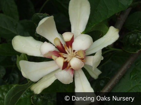 Shrubs ~ Calycanthus x raulstonii 'Venus' PP15925, Sweetshrub ~ Dancing Oaks Nursery and Gardens ~ Retail Nursery ~ Mail Order Nursery