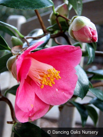Shrubs ~ Camellia japonica 'Unryu', Zig Zag Camellia ~ Dancing Oaks Nursery and Gardens ~ Retail Nursery ~ Mail Order Nursery