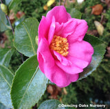 Shrubs ~ Camellia 'Winter's Joy' ~ Dancing Oaks Nursery and Gardens ~ Retail Nursery ~ Mail Order Nursery
