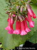 Shrubs ~ Cantua buxifolia, Inca Bells, Sacred Inca Flower ~ Dancing Oaks Nursery and Gardens ~ Retail Nursery ~ Mail Order Nursery