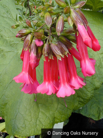 Shrubs ~ Cantua buxifolia, Inca Bells, Sacred Inca Flower ~ Dancing Oaks Nursery and Gardens ~ Retail Nursery ~ Mail Order Nursery