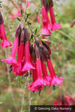 Shrubs ~ Cantua buxifolia, Inca Bells, Sacred Inca Flower ~ Dancing Oaks Nursery and Gardens ~ Retail Nursery ~ Mail Order Nursery