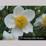 Shrubs ~ Carpenteria californica 'Elizabeth', Bush Anemone ~ Dancing Oaks Nursery and Gardens ~ Retail Nursery ~ Mail Order Nursery