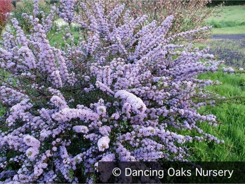 Shrubs ~ Ceanothus 'Blue Jeans', California Lilac ~ Dancing Oaks Nursery and Gardens ~ Retail Nursery ~ Mail Order Nursery