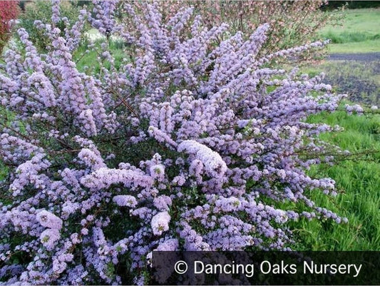 Shrubs ~ Ceanothus 'Blue Jeans', California Lilac ~ Dancing Oaks Nursery and Gardens ~ Retail Nursery ~ Mail Order Nursery