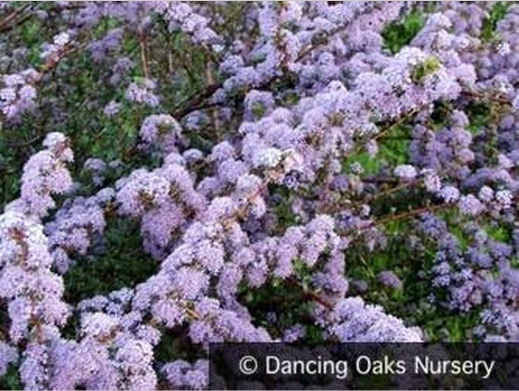 Shrubs ~ Ceanothus 'Blue Jeans', California Lilac ~ Dancing Oaks Nursery and Gardens ~ Retail Nursery ~ Mail Order Nursery