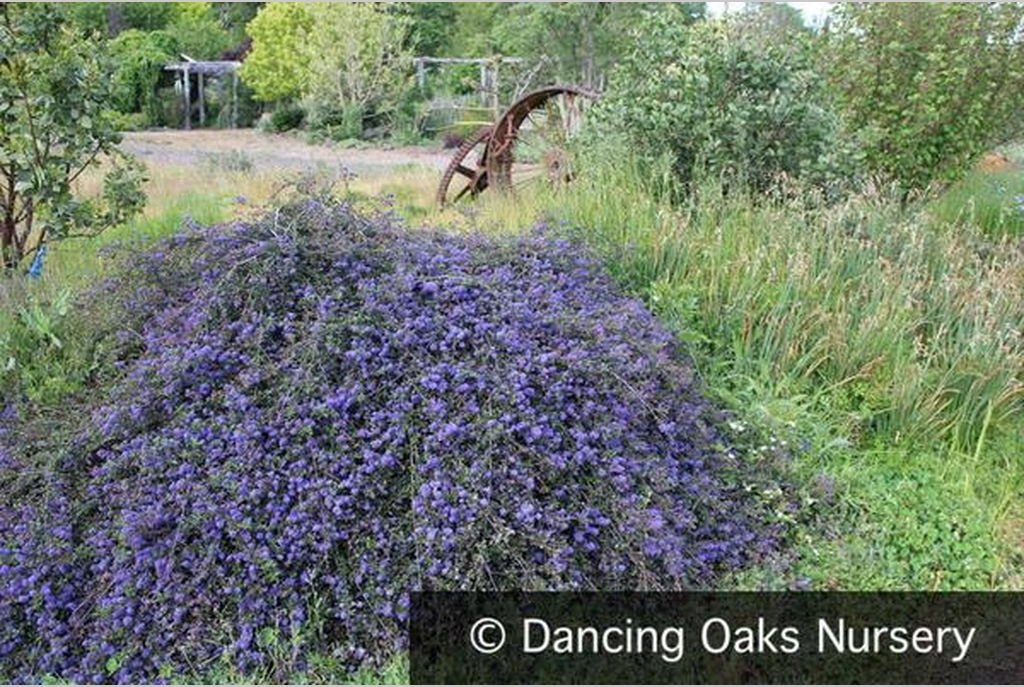 Shrubs ~ Ceanothus 'Centennial', California Lilac ~ Dancing Oaks Nursery and Gardens ~ Retail Nursery ~ Mail Order Nursery