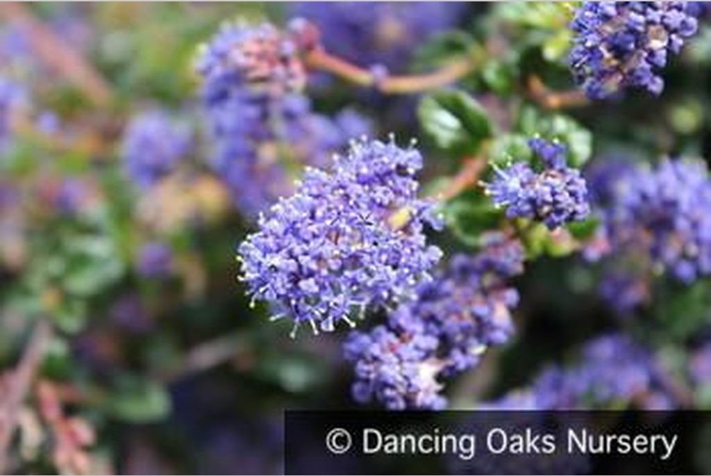 Shrubs ~ Ceanothus 'Centennial', California Lilac ~ Dancing Oaks Nursery and Gardens ~ Retail Nursery ~ Mail Order Nursery