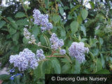 Shrubs ~ Ceanothus 'Topaz', California Lilac ~ Dancing Oaks Nursery and Gardens ~ Retail Nursery ~ Mail Order Nursery