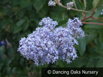 Shrubs ~ Ceanothus 'Topaz', California Lilac ~ Dancing Oaks Nursery and Gardens ~ Retail Nursery ~ Mail Order Nursery