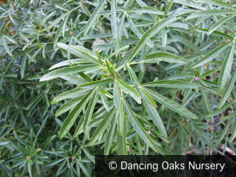 Shrubs ~ Choisya 'Aztec Pearl', Mexican Orange ~ Dancing Oaks Nursery and Gardens ~ Retail Nursery ~ Mail Order Nursery