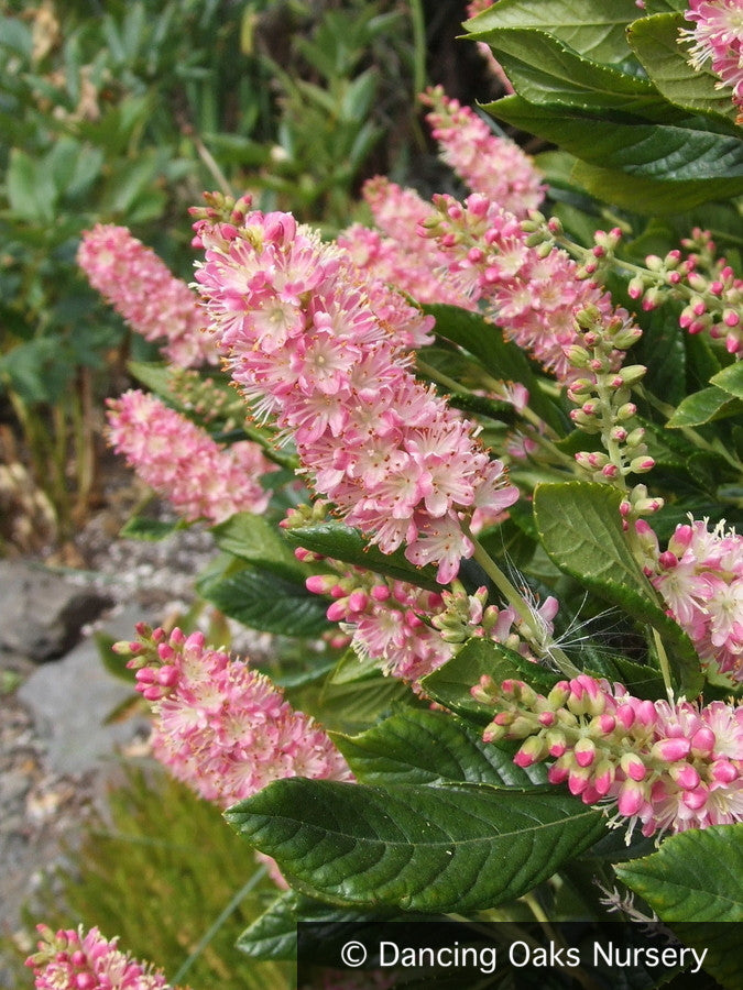 Shrubs ~ Clethra alnifolia 'Ruby Spice', Summersweet ~ Dancing Oaks Nursery and Gardens ~ Retail Nursery ~ Mail Order Nursery