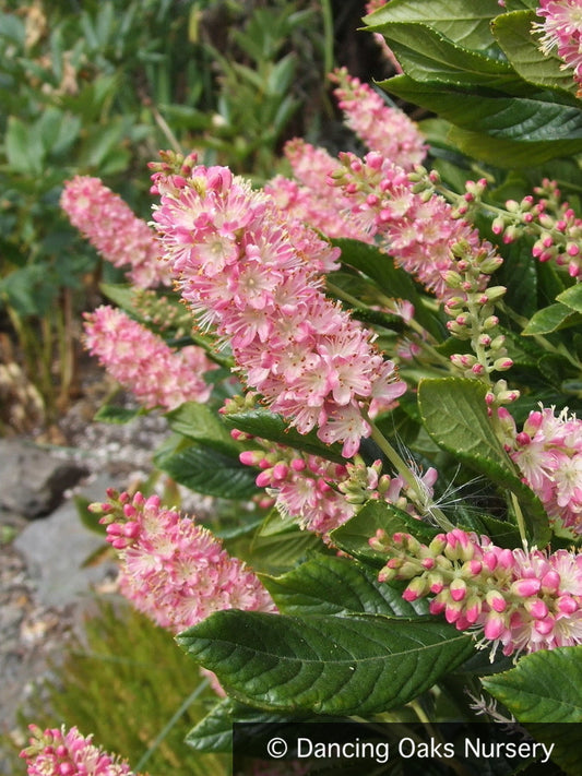 Shrubs ~ Clethra alnifolia 'Ruby Spice', Summersweet ~ Dancing Oaks Nursery and Gardens ~ Retail Nursery ~ Mail Order Nursery