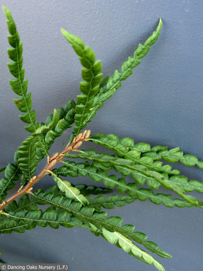 Shrubs ~ Comptonia peregrina, Sweet Fern ~ Dancing Oaks Nursery and Gardens ~ Retail Nursery ~ Mail Order Nursery