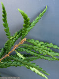 Shrubs ~ Comptonia peregrina, Sweet Fern ~ Dancing Oaks Nursery and Gardens ~ Retail Nursery ~ Mail Order Nursery
