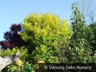 Shrubs ~ Cotinus coggygria 'Golden Spirit'®, Golden Smoke Tree ~ Dancing Oaks Nursery and Gardens ~ Retail Nursery ~ Mail Order Nursery