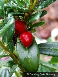 Shrubs ~ Daphne tangutica (Retusa Group) ~ Dancing Oaks Nursery and Gardens ~ Retail Nursery ~ Mail Order Nursery