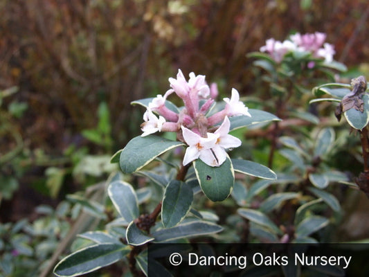 Shrubs ~ Daphne transatlantica 'Summer Ice', Caucasian Daphne ~ Dancing Oaks Nursery and Gardens ~ Retail Nursery ~ Mail Order Nursery