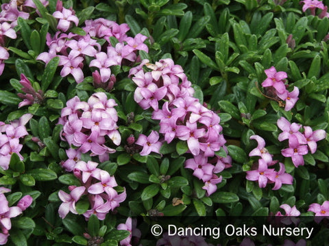Ground Covers ~ Daphne x medfordensis 'Lawrence Crocker' ~ Dancing Oaks Nursery and Gardens ~ Retail Nursery ~ Mail Order Nursery