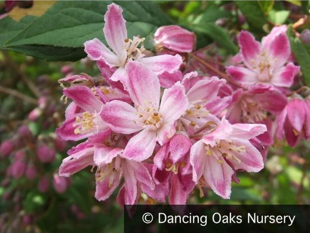 Shrubs ~ Deutzia 'Magicien' ~ Dancing Oaks Nursery and Gardens ~ Retail Nursery ~ Mail Order Nursery