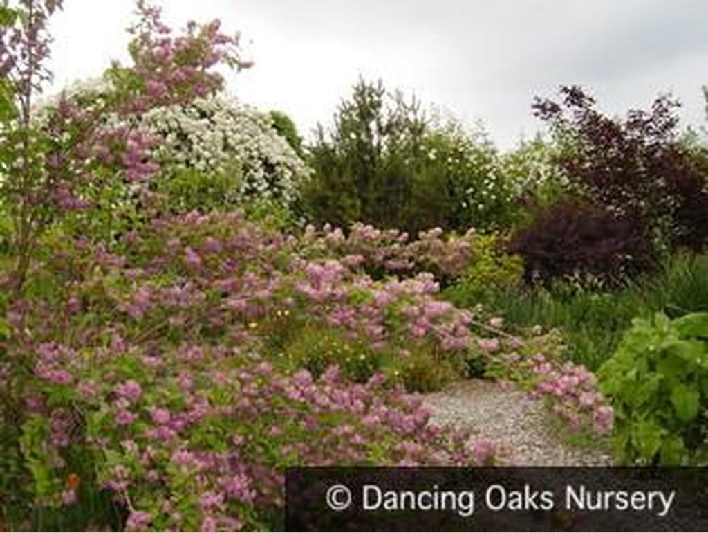 Shrubs ~ Deutzia 'Magicien' ~ Dancing Oaks Nursery and Gardens ~ Retail Nursery ~ Mail Order Nursery