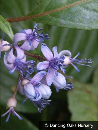 Shrubs ~ Dichroa febrifuga, Chinese Quinine ~ Dancing Oaks Nursery and Gardens ~ Retail Nursery ~ Mail Order Nursery