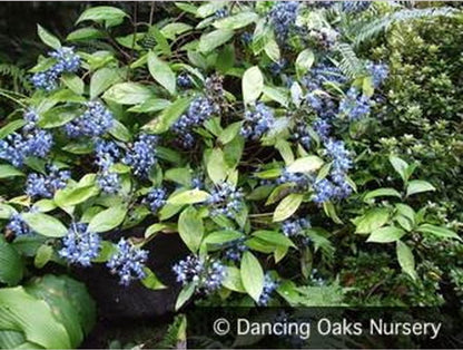 Shrubs ~ Dichroa febrifuga, Chinese Quinine ~ Dancing Oaks Nursery and Gardens ~ Retail Nursery ~ Mail Order Nursery
