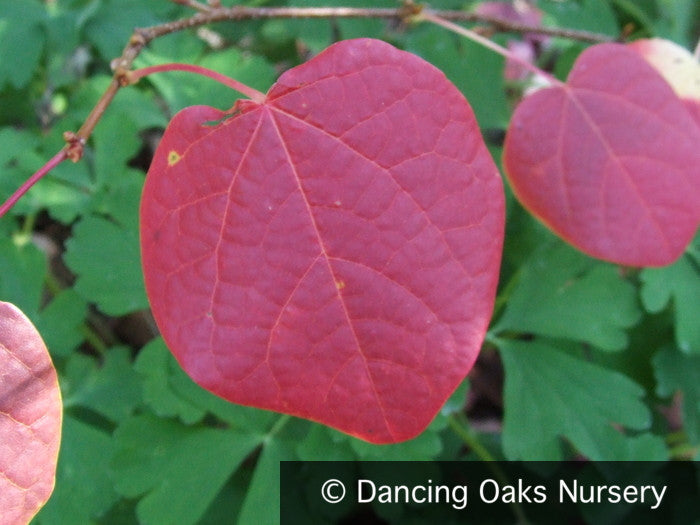 Shrubs ~ Disanthus cercidifolius, Redbud Hazel ~ Dancing Oaks Nursery and Gardens ~ Retail Nursery ~ Mail Order Nursery
