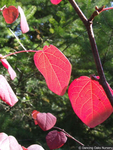 Shrubs ~ Disanthus cercidifolius, Redbud Hazel ~ Dancing Oaks Nursery and Gardens ~ Retail Nursery ~ Mail Order Nursery