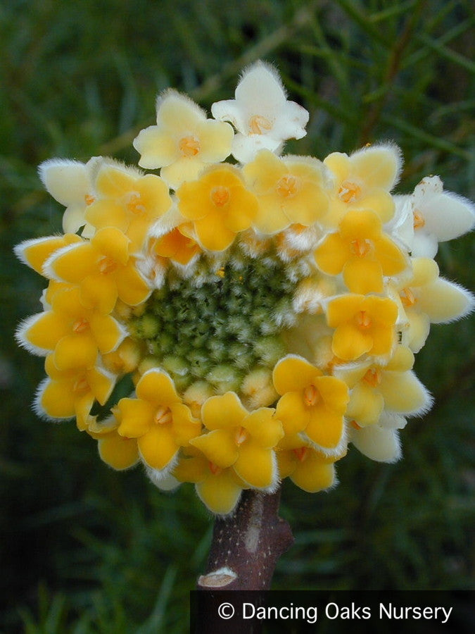 Shrubs ~ Edgeworthia chrysantha, Paper Bush ~ Dancing Oaks Nursery and Gardens ~ Retail Nursery ~ Mail Order Nursery