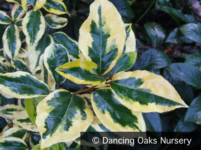 Shrubs ~ Elaeagnus x ebbingei 'Gilt Edge', Gilt Edge Eleagnus ~ Dancing Oaks Nursery and Gardens ~ Retail Nursery ~ Mail Order Nursery