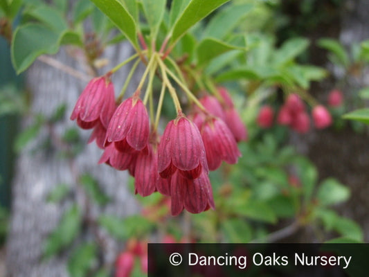 Shrubs ~ Enkianthus campanulatus 'Miyama Beni' ~ Dancing Oaks Nursery and Gardens ~ Retail Nursery ~ Mail Order Nursery