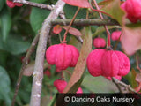Shrubs ~ Euonymus alatus f. apterus, Spindle Tree ~ Dancing Oaks Nursery and Gardens ~ Retail Nursery ~ Mail Order Nursery