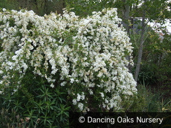 Shrubs ~ Exochorda x macrantha 'The Bride', Pearlbush ~ Dancing Oaks Nursery and Gardens ~ Retail Nursery ~ Mail Order Nursery