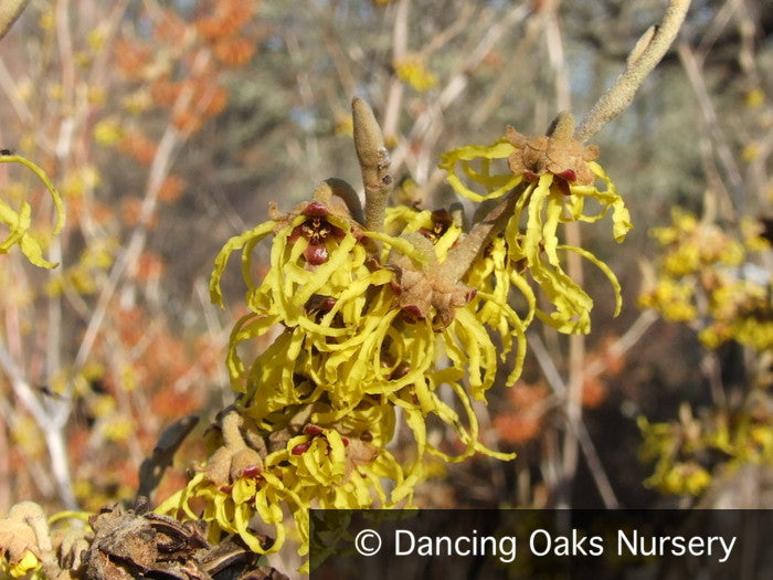 Shrubs ~ Hamamelis x intermedia 'Arnold Promise', Witch Hazel ~ Dancing Oaks Nursery and Gardens ~ Retail Nursery ~ Mail Order Nursery