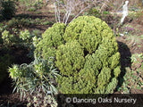 Shrubs ~ Hebe cupressoides 'Boughton Dome' ~ Dancing Oaks Nursery and Gardens ~ Retail Nursery ~ Mail Order Nursery