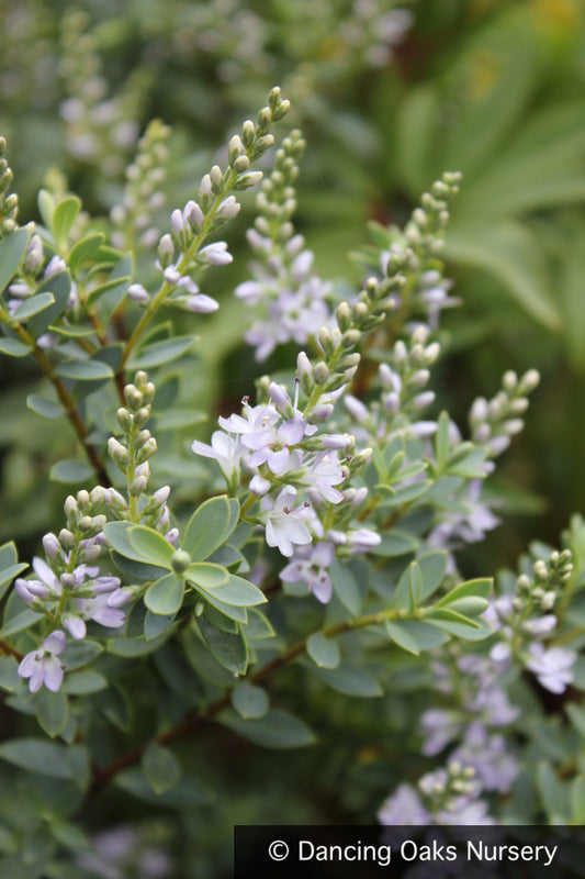 Shrubs ~ Hebe 'Western Hills' ~ Dancing Oaks Nursery and Gardens ~ Retail Nursery ~ Mail Order Nursery