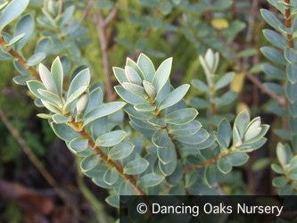 Shrubs ~ Hebe 'Western Hills' ~ Dancing Oaks Nursery and Gardens ~ Retail Nursery ~ Mail Order Nursery