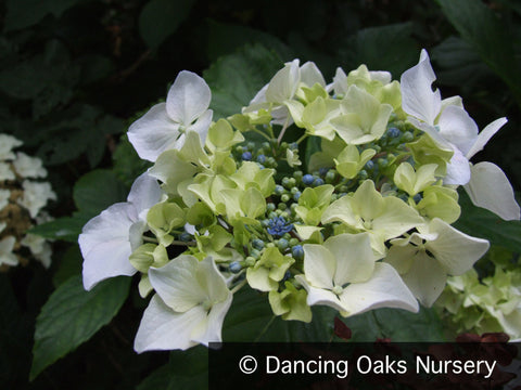 Shrubs ~ Hydrangea macrophylla 'Beaute Vendomoise', Florist's Hydrangea ~ Dancing Oaks Nursery and Gardens ~ Retail Nursery ~ Mail Order Nursery