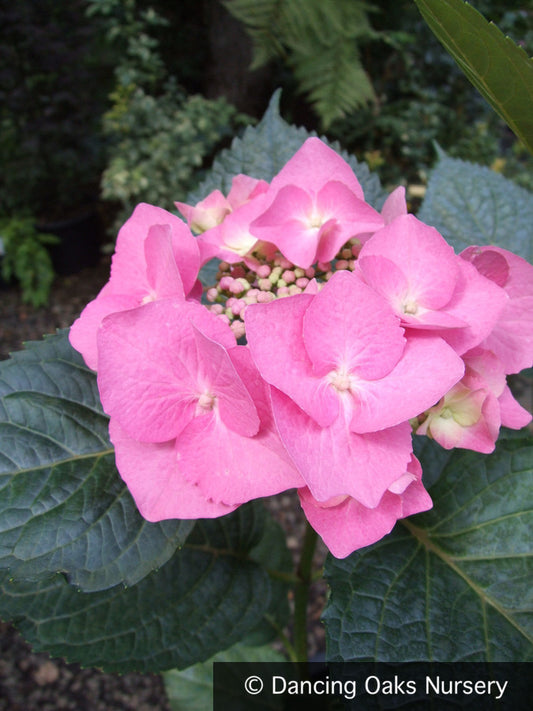 Shrubs ~ Hydrangea macrophylla 'Teller Blue', Florist's Hydrangea ~ Dancing Oaks Nursery and Gardens ~ Retail Nursery ~ Mail Order Nursery