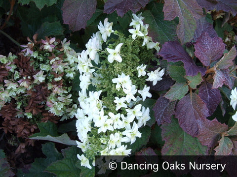 Shrubs ~ Hydrangea quercifolia 'Snow Queen'( syn. 'Flemygea'), Oak Leaf Hydrangea ~ Dancing Oaks Nursery and Gardens ~ Retail Nursery ~ Mail Order Nursery