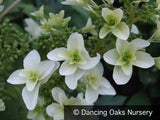 Shrubs ~ Hydrangea quercifolia 'Snowflake', Oakleaf Hydrangea ~ Dancing Oaks Nursery and Gardens ~ Retail Nursery ~ Mail Order Nursery