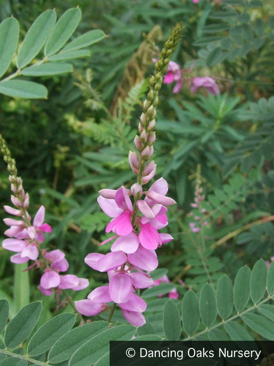 Shrubs ~ Indigofera heterantha, Himalayan Indigo ~ Dancing Oaks Nursery and Gardens ~ Retail Nursery ~ Mail Order Nursery