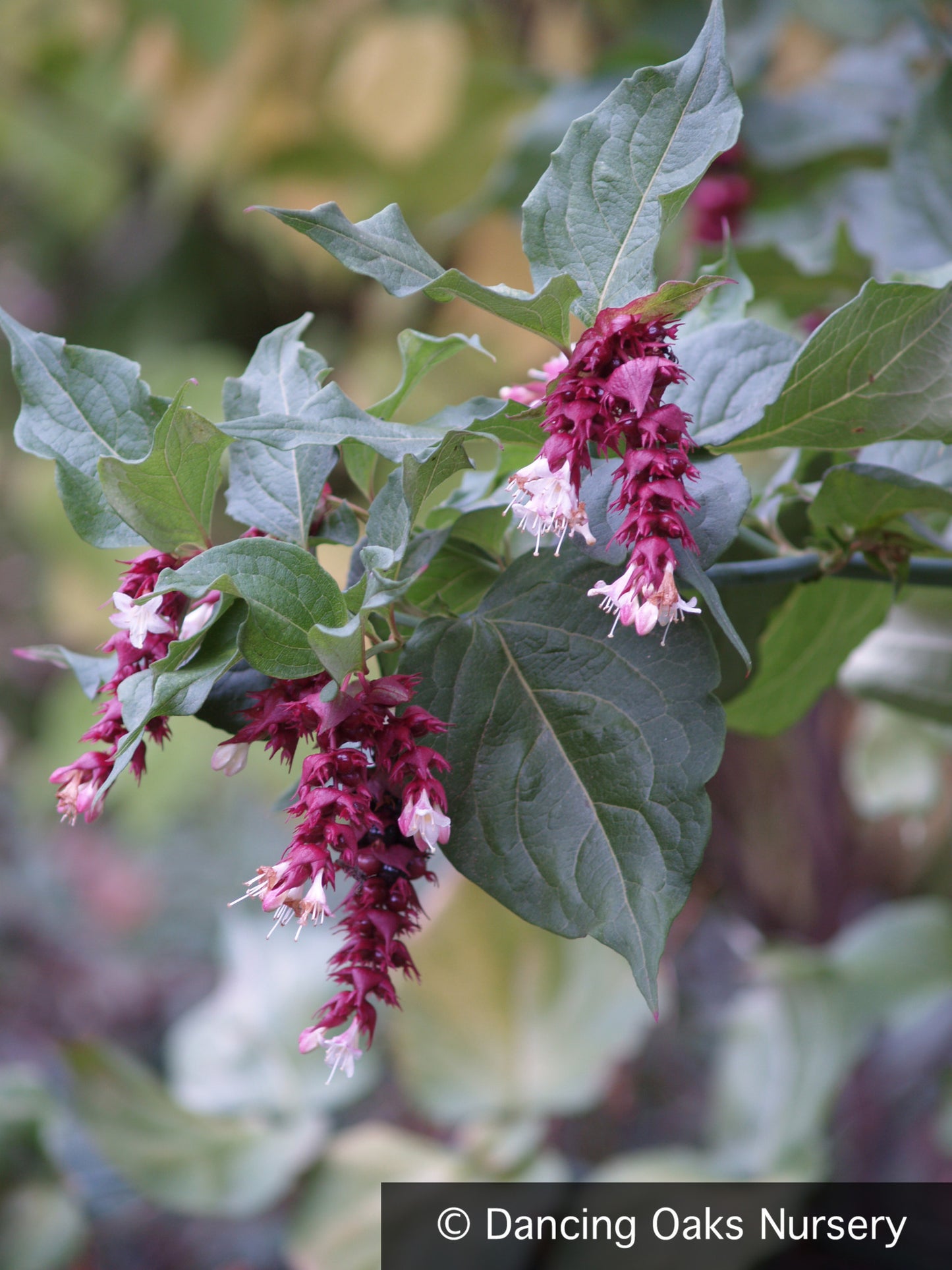Shrubs ~ Leycesteria formosa, Pheasant Berry ~ Dancing Oaks Nursery and Gardens ~ Retail Nursery ~ Mail Order Nursery