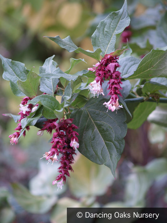 Shrubs ~ Leycesteria formosa, Pheasant Berry ~ Dancing Oaks Nursery and Gardens ~ Retail Nursery ~ Mail Order Nursery